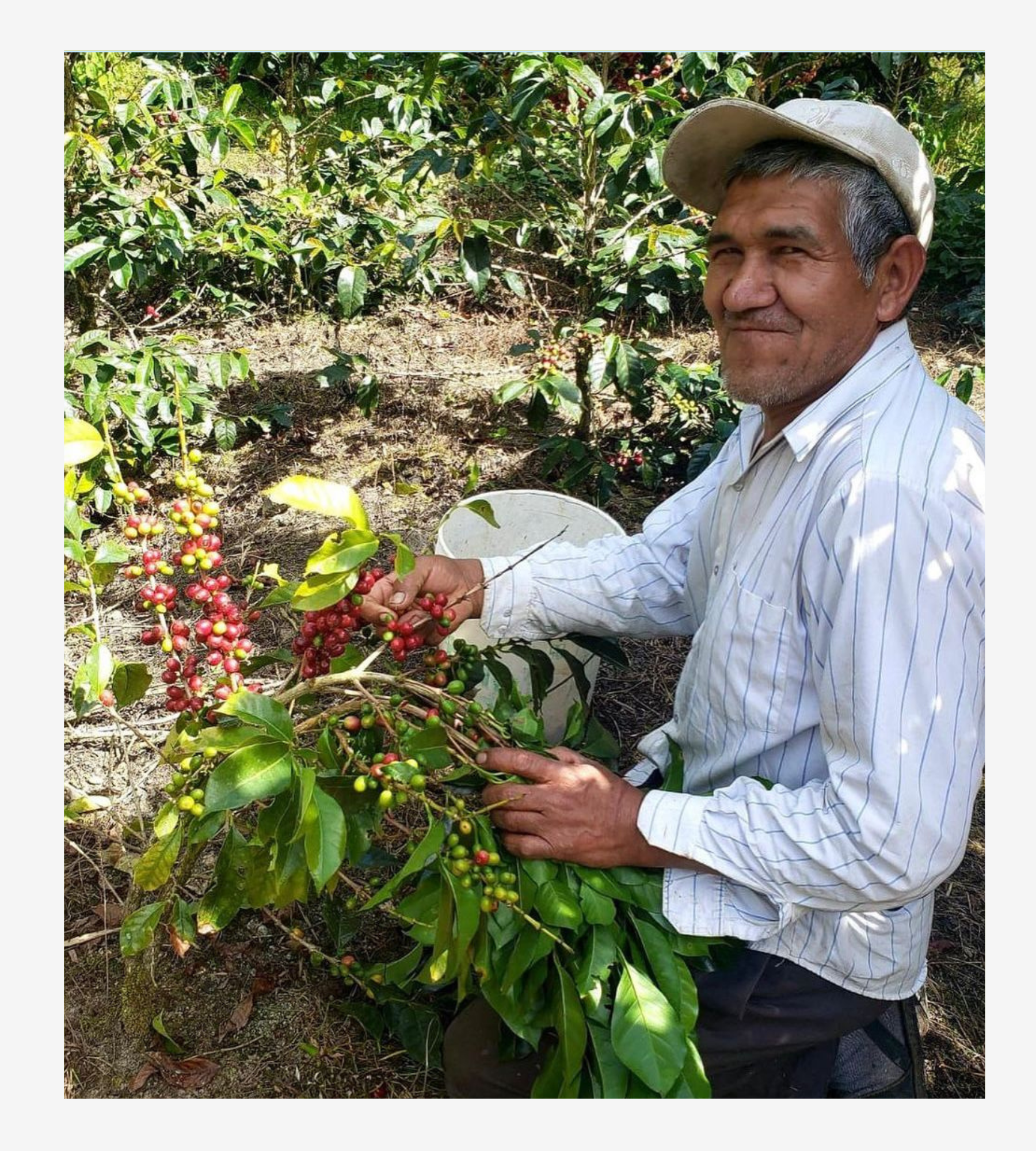 Typica Lavado, La Convención, Cusco.
