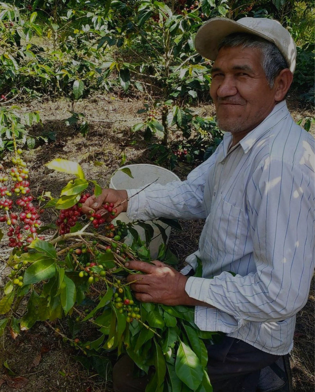 Typica Lavado, La Convención, Cusco.