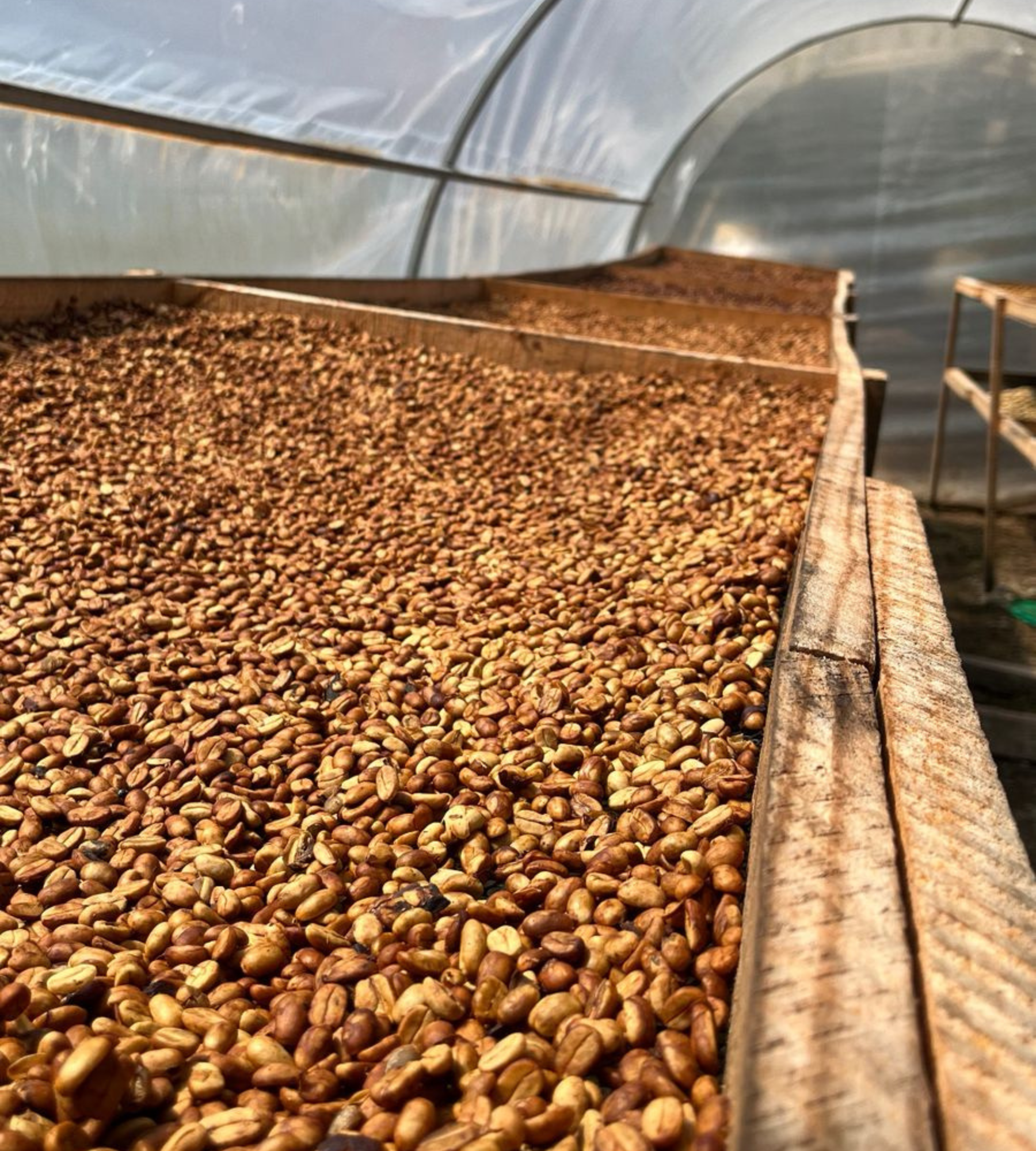 Sweet Honey, Cutervo - Cajamarca.