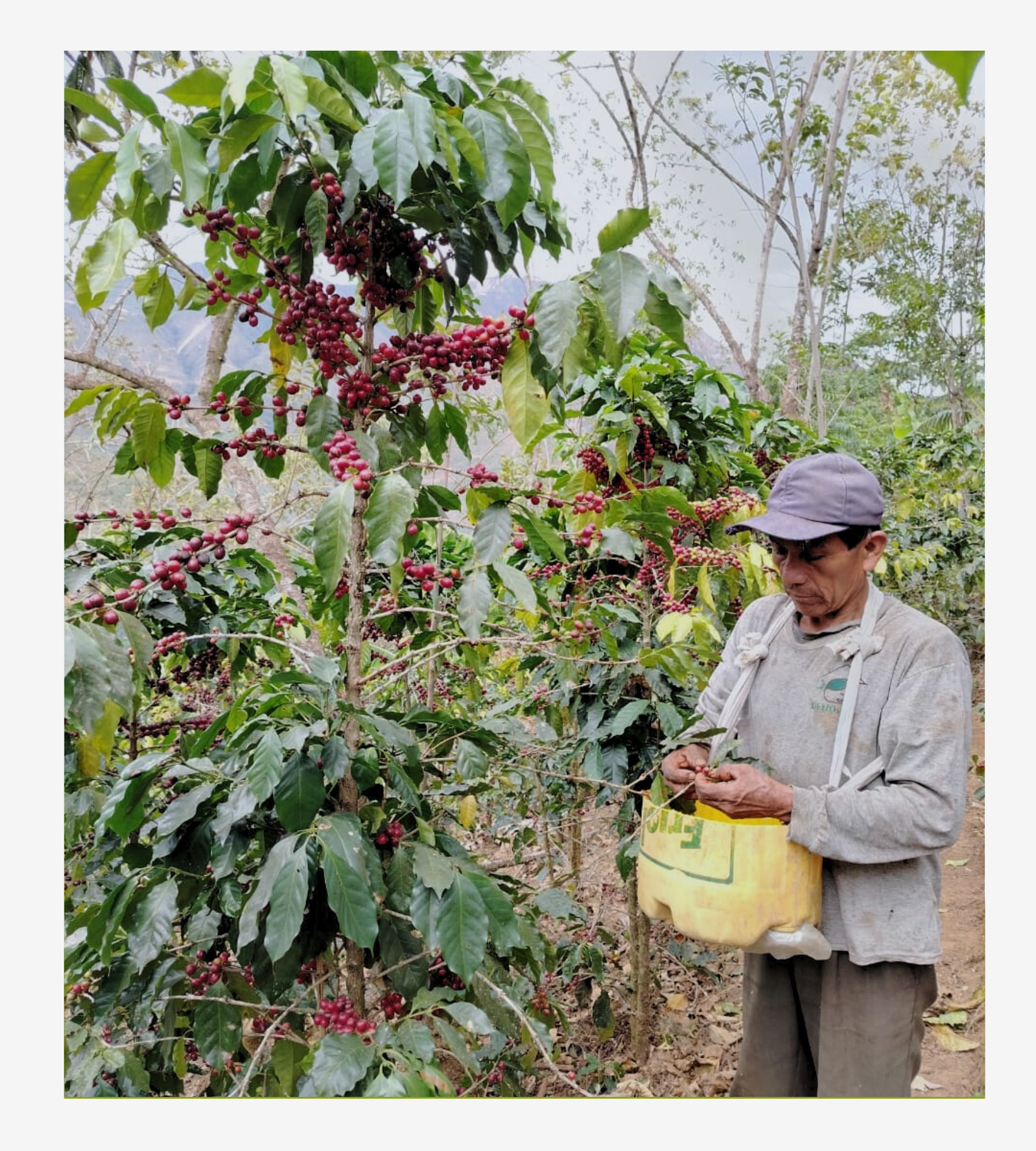 Blend, Huarmarca - Alto Piura.