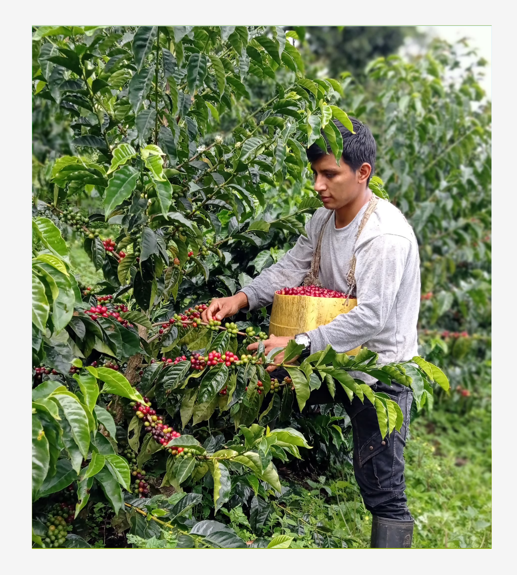 Espresso San José de Lourdes, Cajamarca.