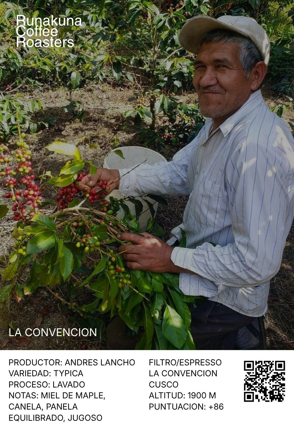 Typica Lavado, La Convención, Cusco.
