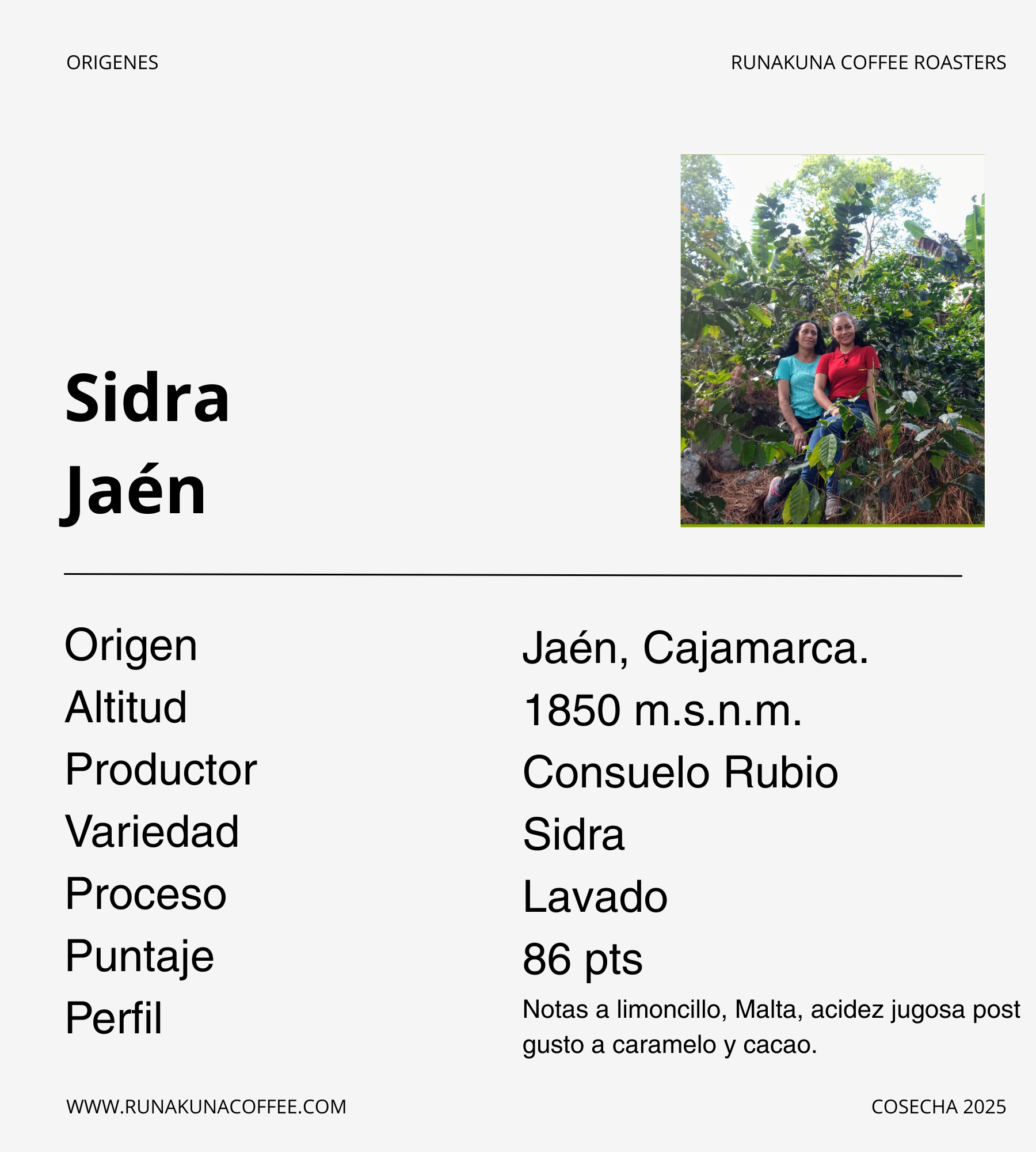 Sidra, Jaén - Cajamarca.